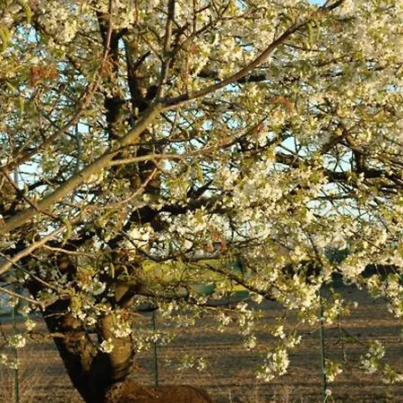 Vakantiehuis Independant Avec Jardin Et Acces Piscine Pres De St Pourcain - Fr-1-489-151 Louchy-Montfand